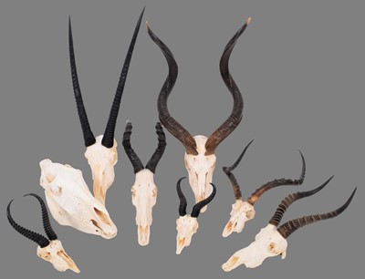 Lot 298 - Horns/Skulls: A Selection of African Game...