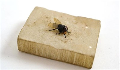 Lot 328 - A good cold painted bronze model of a fly resting on a (marble) piece of sugar, with inset wings