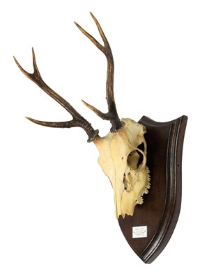 Lot 192 - Antlers/Horns: Pampas Deer (Ozotoceros...