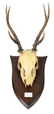 Lot 192 - Antlers/Horns: Pampas Deer (Ozotoceros...