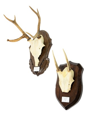Lot 189 - Antlers/Horns: Pampas Deer (Ozotoceros...