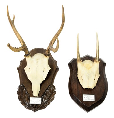 Lot 189 - Antlers/Horns: Pampas Deer (Ozotoceros...