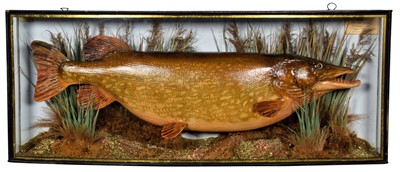 Lot 130 - Taxidermy: A Cased Northern Pike (Esox lucius),...