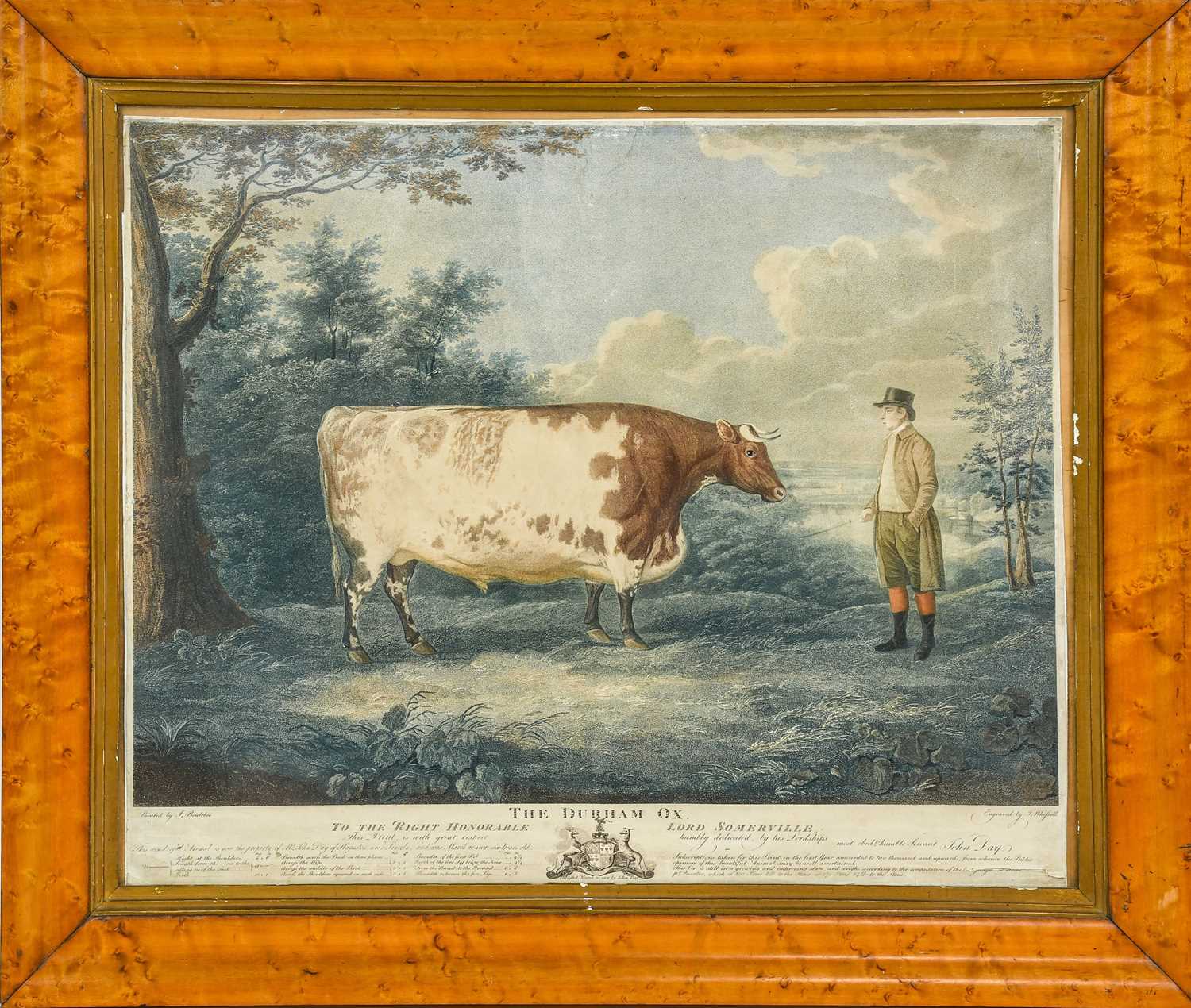 Lot 38 - Livestock print. The Durham Ox, 1802, stipple-engraving in colours