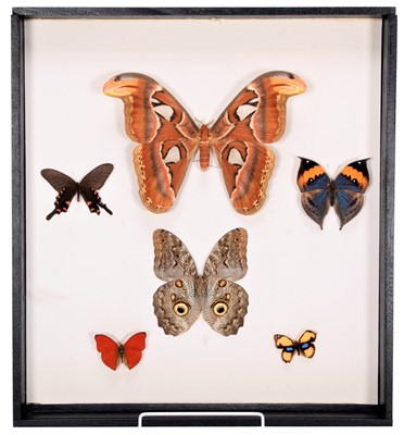 Lot 207 - Entomology: A Framed Collection of Moths &...