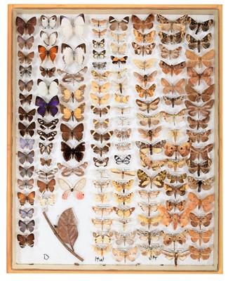 Lot 206 - Entomology: A Framed Display of South American...