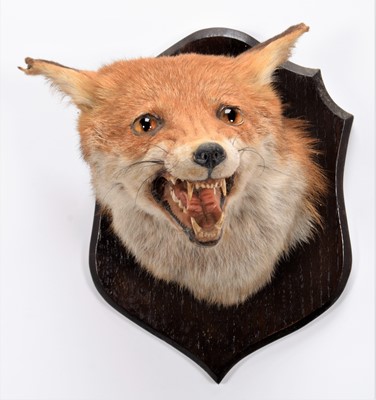 Lot 121 - Taxidermy: Red Fox Mask & Sambar Deer Antlers,...