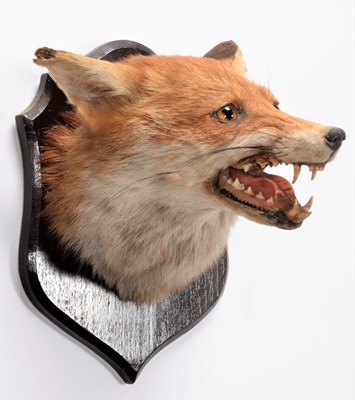 Lot 121 - Taxidermy: Red Fox Mask & Sambar Deer Antlers,...