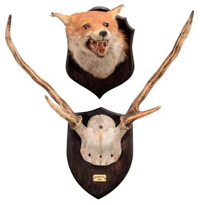 Lot 121 - Taxidermy: Red Fox Mask & Sambar Deer Antlers,...