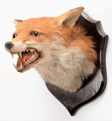 Lot 121 - Taxidermy: Red Fox Mask & Sambar Deer Antlers,...