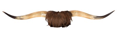 Lot 119 - Antlers/Horns: A Set of Highland Cattle Horns...