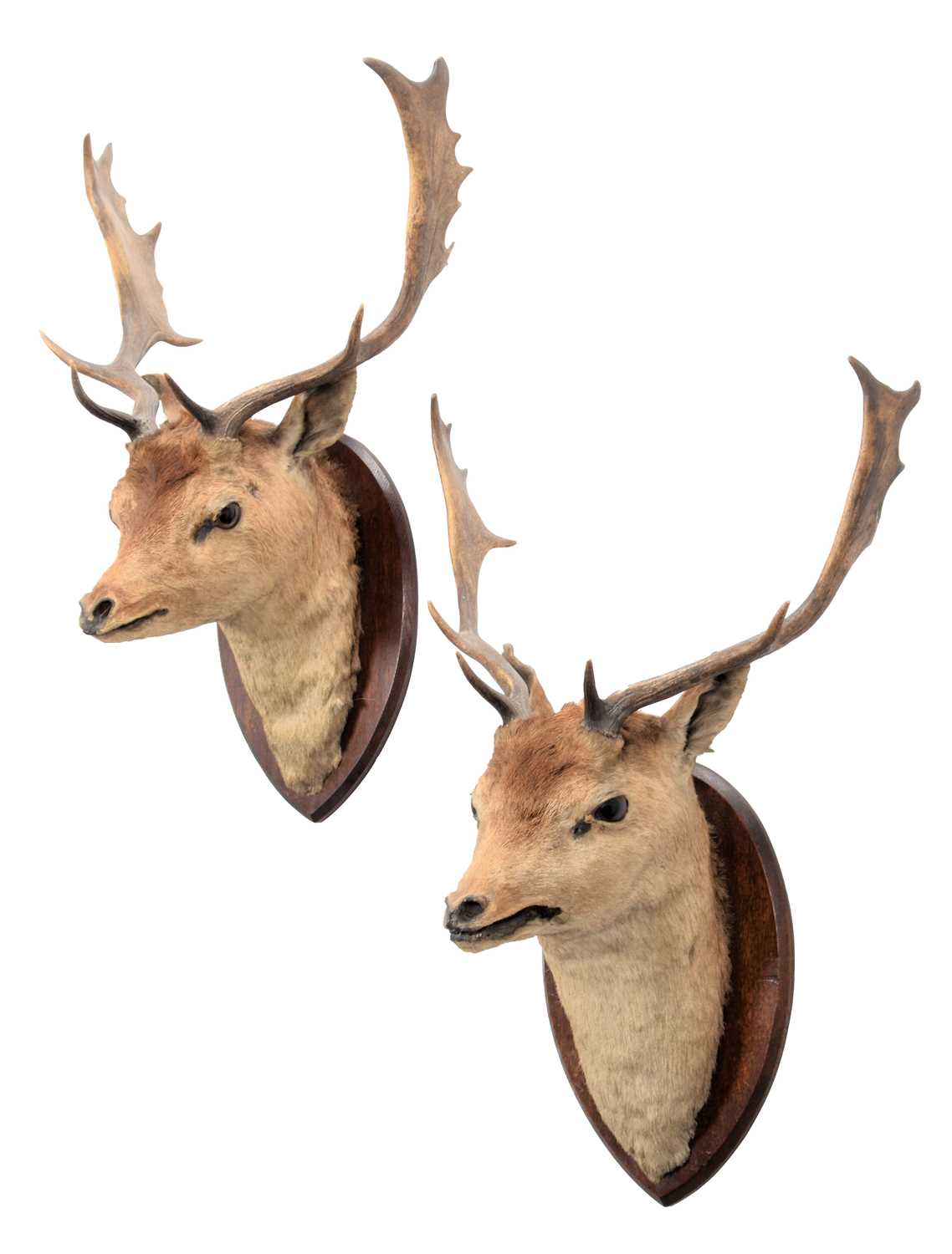 Lot 59 - Taxidermy: A Pair of Fallow Buck Neck Mounts...