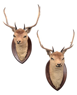 Lot 59 - Taxidermy: A Pair of Fallow Buck Neck Mounts...