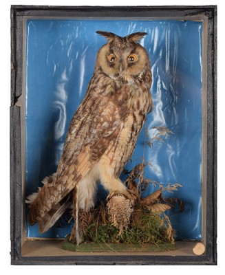 Lot 12 - Taxidermy: A Late Victorian Long-Eared Owl...