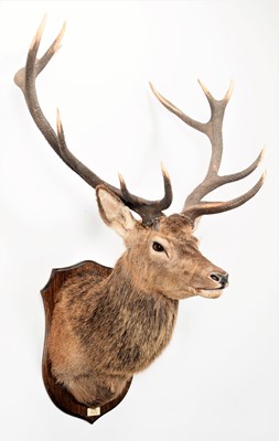 Lot 7 - Taxidermy: A Scottish Imperial Red Deer...