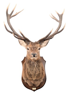 Lot 7 - Taxidermy: A Scottish Imperial Red Deer...