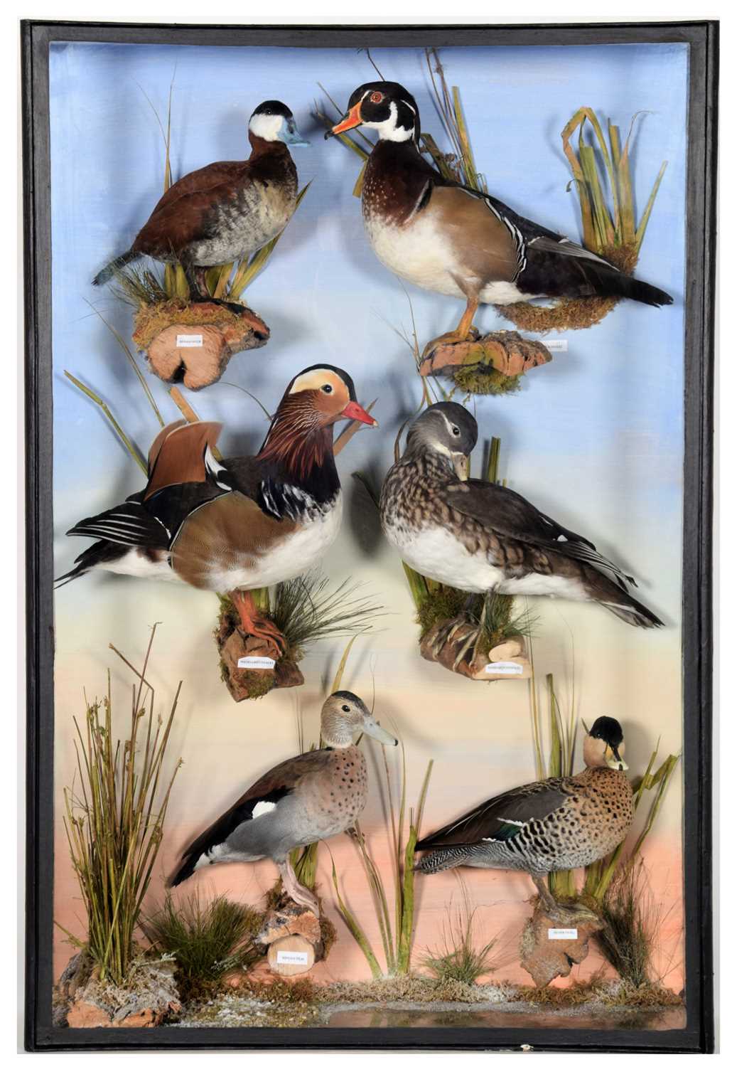 Lot 91 - Taxidermy: A Cased Diorama of World Ducks,...