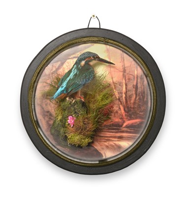 Lot 89 - Taxidermy: A Wall Domed European Kingfisher...
