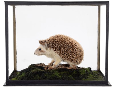 Lot 292 - Taxidermy: A Cased African Four-Toed Pygmy...