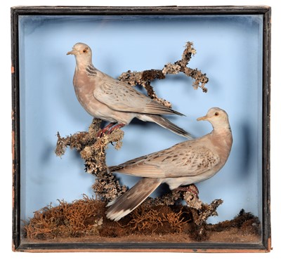 Lot 115 - Taxidermy: A Late Victorian Cased Pair of...
