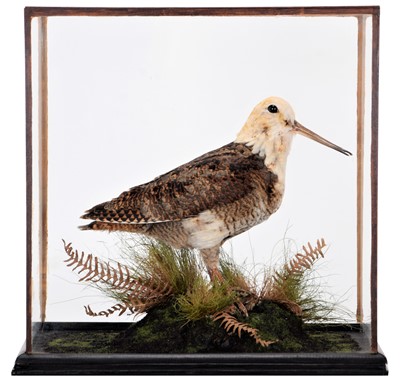 Lot 110 - Taxidermy: An Unusual and Rare Pied Woodcock...