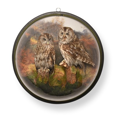 Lot 107 - Taxidermy: A Wall Domed Pair of Tawny Owls...