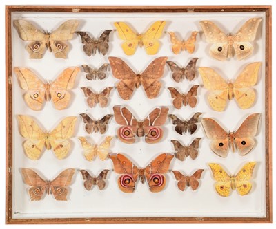 Lot 209 - Entomology: A Framed Display of Moths, circa...