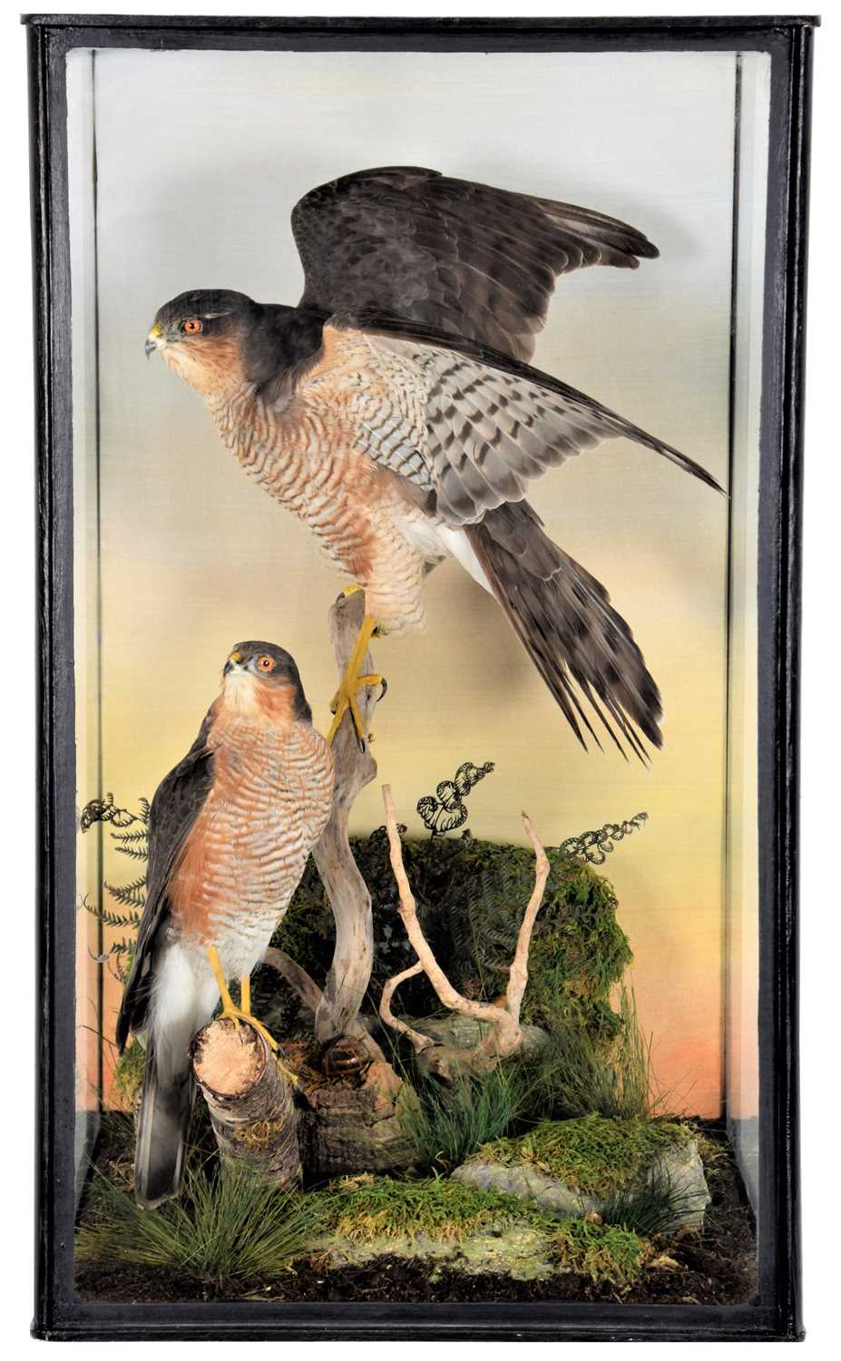 Lot 88 - Taxidermy: A Pair of Cased European...