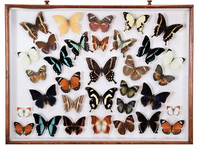 Lot 216 - Entomology: A Glazed Display of African...