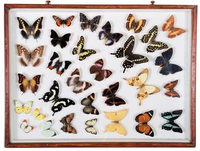 Lot 213 - Entomology: A Glazed Display of African...