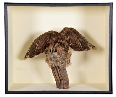 Lot 99 - Taxidermy: A Cased Museum Style Tawny Owl...