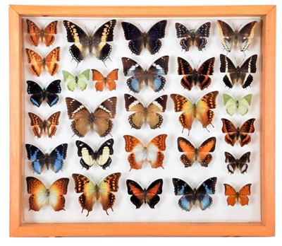 Lot 211 - Entomology: A Glazed Display of African...