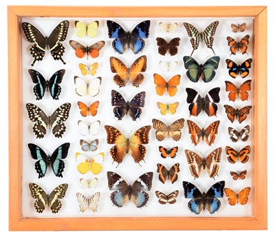Lot 215 - Entomology: A Glazed Display of African...