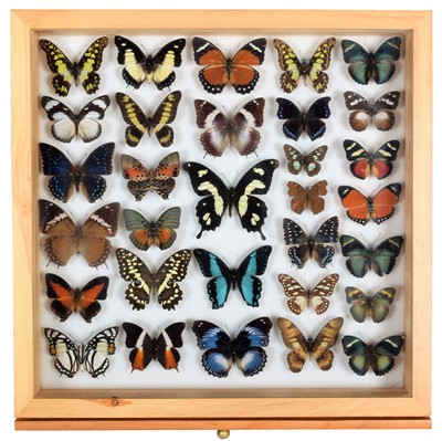 Lot 312 - Entomology: A Glazed Display of African...