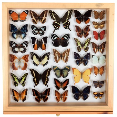 Lot 311 - Entomology: A Glazed Display of African...