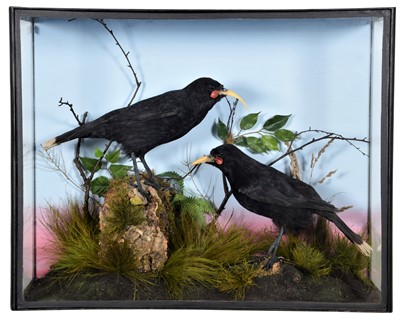 Lot 149 - Taxidermy: A Cased Reproduction Pair of...