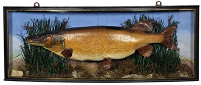 Lot 126 - Taxidermy: A Large Cased Northern Pike (Esox...