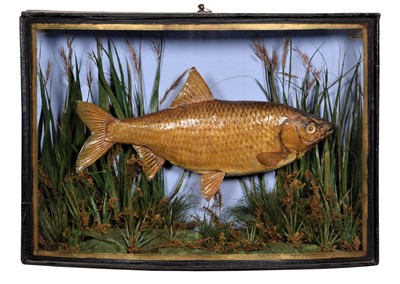 Lot 127 - Taxidermy: A Cased Common Roach (Rutilus...