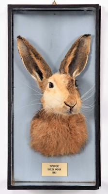 Lot 73 - Taxidermy: A Wall Cased Unusual & Rare Pied...