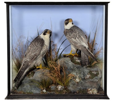 Lot 87 - Taxidermy: A Late Victorian Cased Pair of...