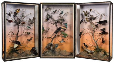Lot 183 - Taxidermy: A Trio of Late Victorian Tropical...