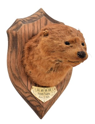 Lot 32 - Taxidermy: European Otter mask (Lutra lutra),...