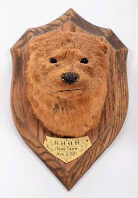 Lot 32 - Taxidermy: European Otter mask (Lutra lutra),...