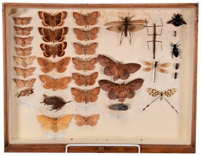 Lot 205 - Entomology: A Large Collection of British...