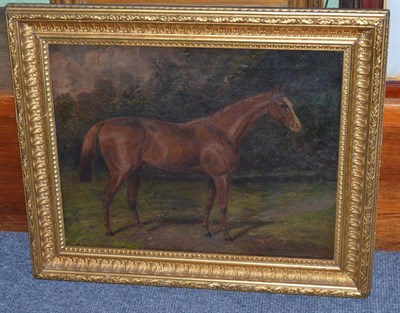 Lot 628 - A framed oil on canvas of a horse, signed Clark