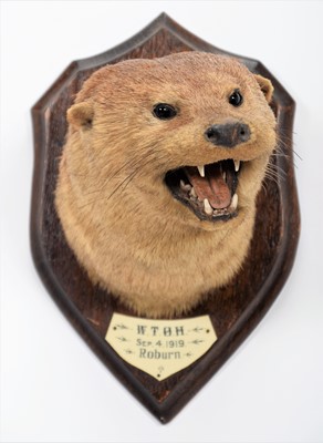 Lot 13 - Taxidermy: European Otter (Lutra lutra), dated...