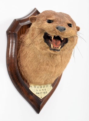Lot 38 - Taxidermy: European Otter (Lutra lutra), dated...