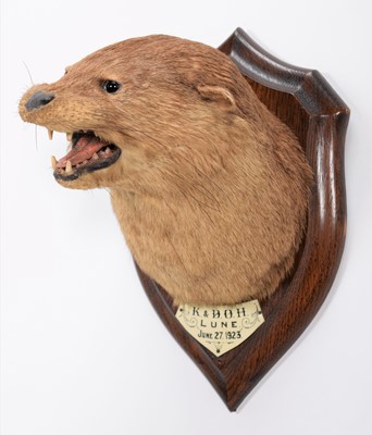 Lot 38 - Taxidermy: European Otter (Lutra lutra), dated...