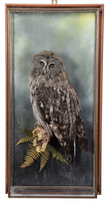 Lot 112 - Taxidermy: A Wall Cased Great Grey Owl (Strix...