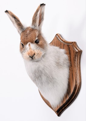 Lot 71 - Taxidermy: Scottish Mountain Hare (Lepus...